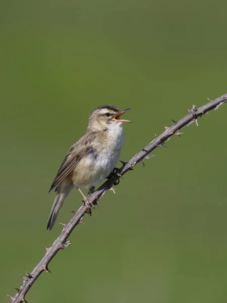 Sedge warbler, Acrocephalus schoenobaenus — Stock Photo, Image