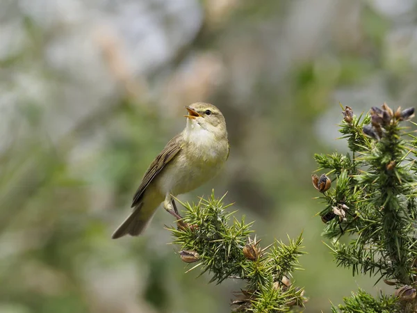 Willow warbler, Phylloscopus trochilus — Stock Photo, Image