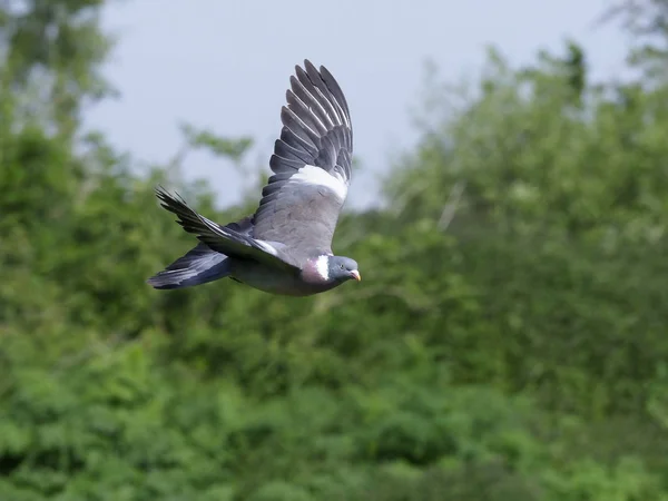 Paloma de madera, Columba palumbus — Foto de Stock