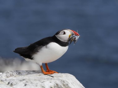 Puffin, Fratercula arktika