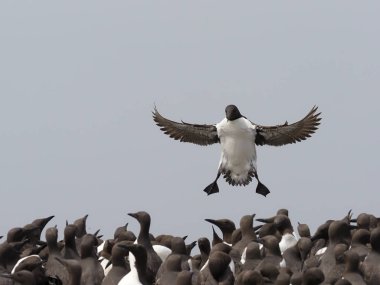 Guillemot, Uria Aalge veya ortak Mure,