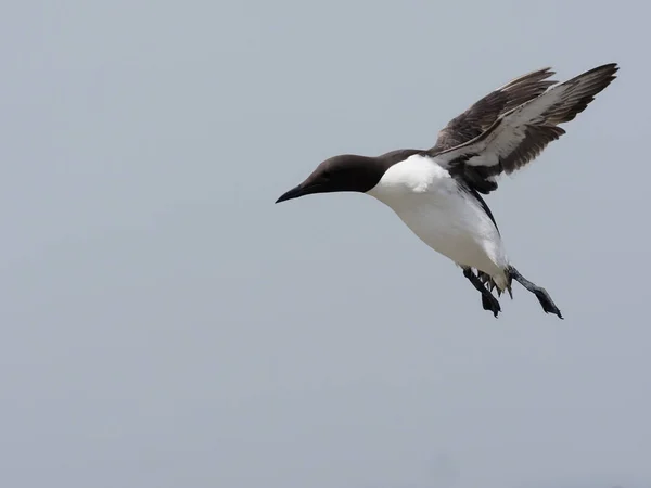 Guillemot, Uria aalge of gewone Mure, — Stockfoto