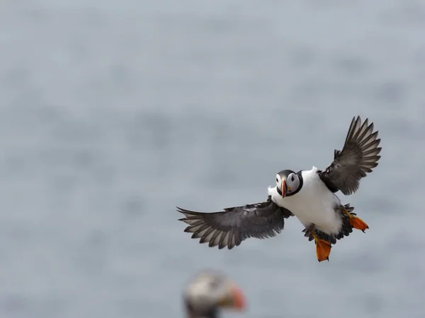 Puffin，Fratercula arp.org — 图库照片