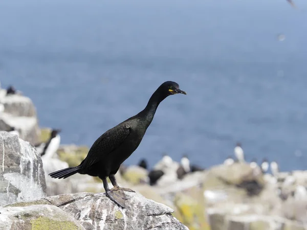 Baise européenne, Phalacrocorax aristotelis — Photo