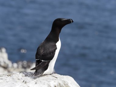 razorbill, edilmiştir torda