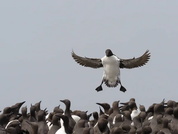 Guillemot, Uria aalge nebo společná Mureová, — Stock fotografie