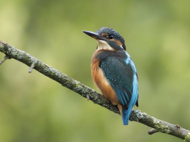 yalıçapkını, alcedo şuna