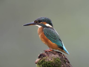yalıçapkını, alcedo şuna