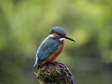 yalıçapkını, alcedo şuna