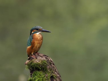 yalıçapkını, alcedo şuna