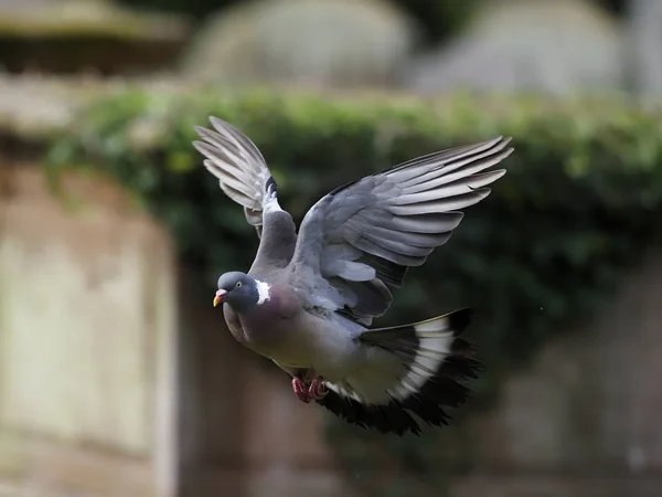 Paloma de madera, Columba palumbus — Foto de Stock