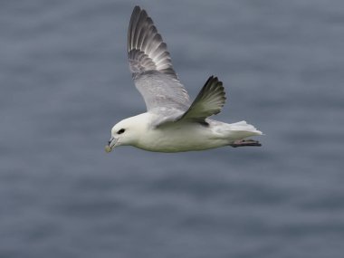 Fulmar, Fulmarus glacialis