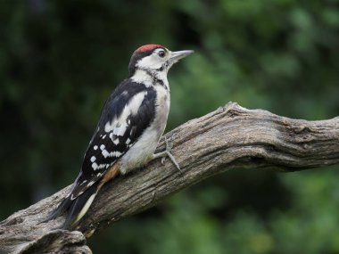 büyük bir ağaçkakan, dendrocopos major