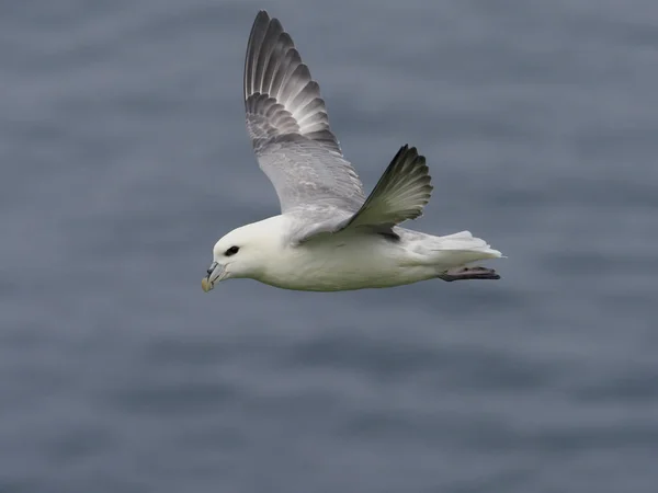 Fulmar, wyspa glacialis — Zdjęcie stockowe