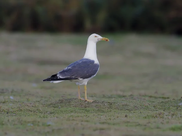 Büyük kara sırtlı martı (larus marinus), — Stok fotoğraf