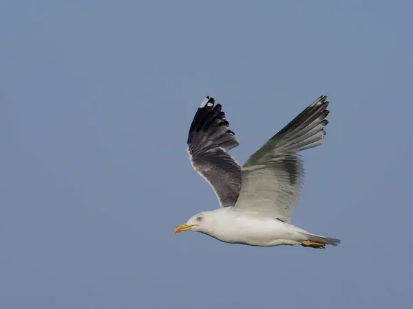 Grote mantelmeeuw, larus marinus, — Stockfoto