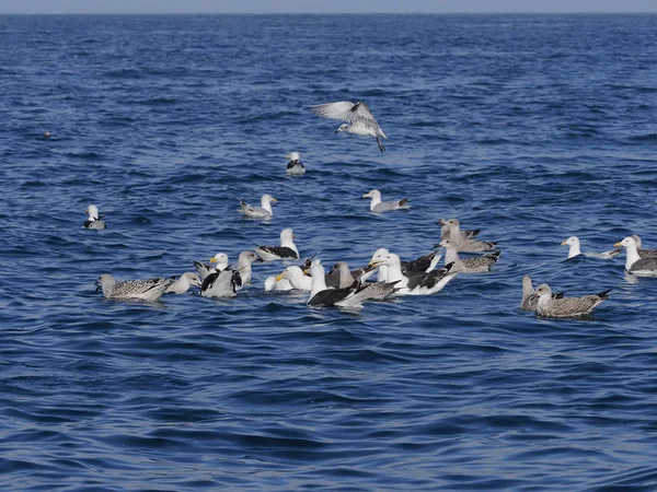 Larus marinus 素晴らしい黒バックアップ カモメ, — ストック写真