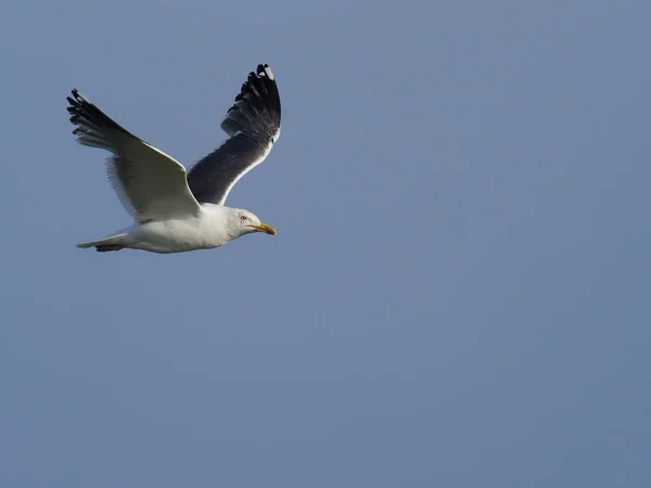 Большая чёрная чайка, Larus marinus , — стоковое фото