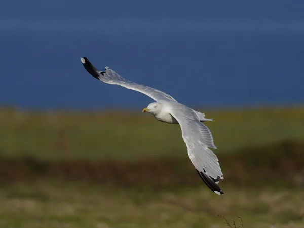 Herring gull, Larus argentatus — Stock Photo, Image