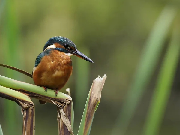 Kingfisher, Alcedo nisto. , — Fotografia de Stock