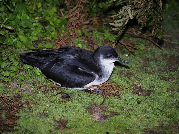 Μύχος, puffinus puffinus — Φωτογραφία Αρχείου