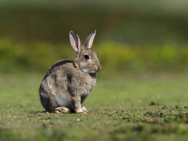 Кролик, oryctolagus Неперевірена , — стокове фото