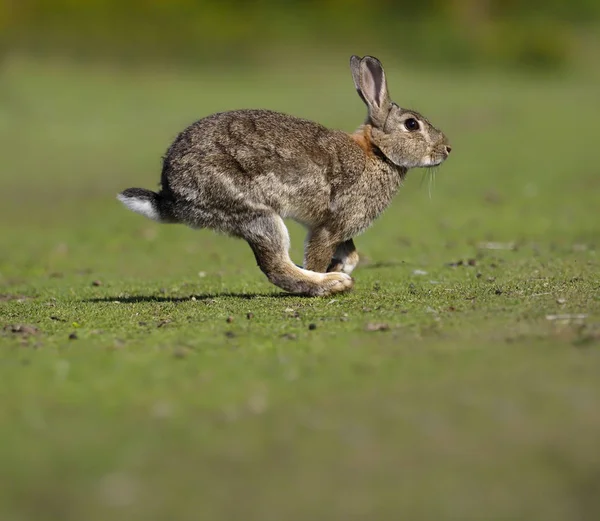 Rabbit, Oryctolagus cuniculus, — Stock Photo, Image
