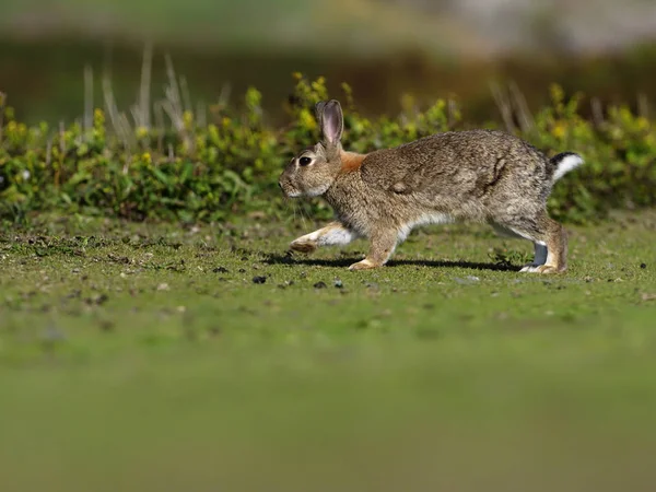 Rabbit, Oryctolagus cuniculus, — Stock Photo, Image