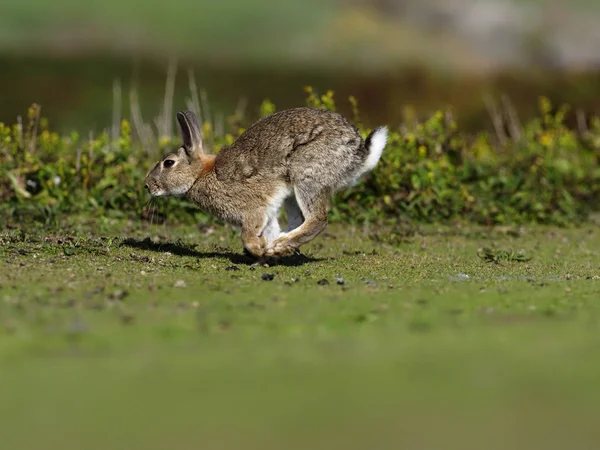 Кролик, Oryctolagus cuniculus , — стоковое фото