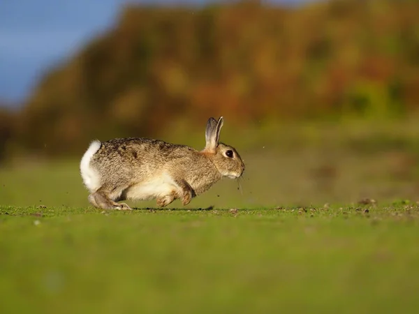 Tavşan, dikkatli European, — Stok fotoğraf
