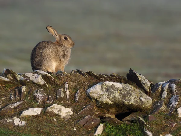 Кролик, Oryctolagus cuniculus , — стоковое фото