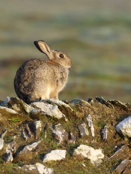 Tavşan, dikkatli European, — Stok fotoğraf