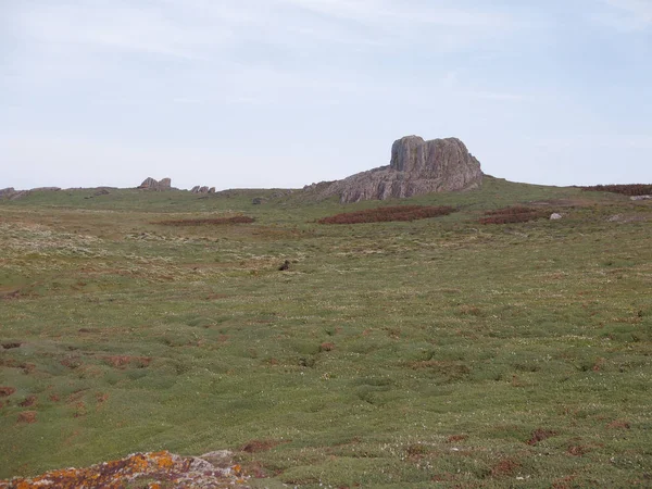 Skokholm Adası, Pembrokeshire — Stok fotoğraf