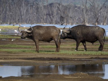 Afrika bufalosu veya Cape Buffalo, Syncerus caffer.