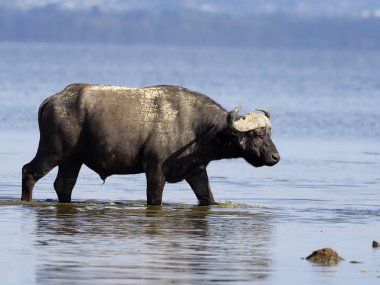 Afrika bufalosu veya Cape Buffalo, Syncerus caffer.