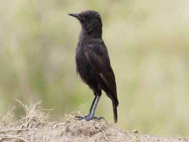 Anteater chat, Myrmecocichla aethiops