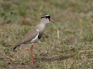 taç cılıbıt, vanellus coronatus