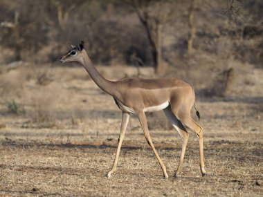 Gerenuk, Litocranius Walleri