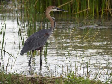 Goliath balıkçıl, ardea goliath,