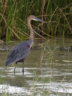 Goliath balıkçıl, ardea goliath,