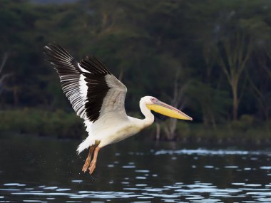Büyük beyaz Pelikan, Pelecanus onocrotalus,