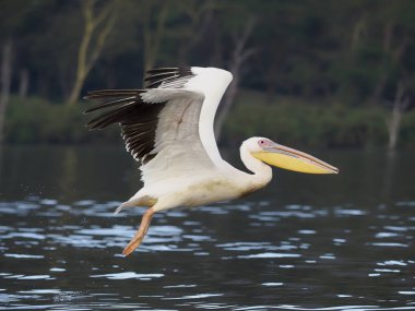 Büyük beyaz Pelikan, Pelecanus onocrotalus,
