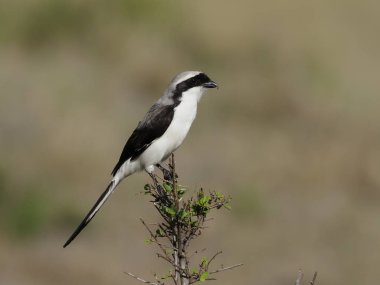 Gri sırtlı mali örümcekkuşu, Lanius exkübitoroides,