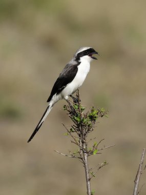 Gri sırtlı mali örümcekkuşu, Lanius exkübitoroides,