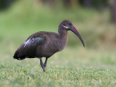 Hadaba ibis, Bostrychia hagedash