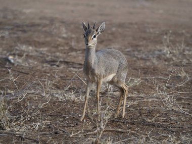 Kirks dik-dik, Rhynchotragus kirki,