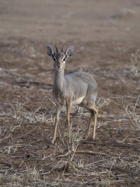 Kirks dik-dik, Rhynchotragus kirki,