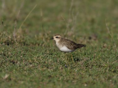 Kittlitzs plover, Charadrius pecuarius,