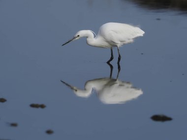 Küçük ak balıkçıl, egretta garzetta