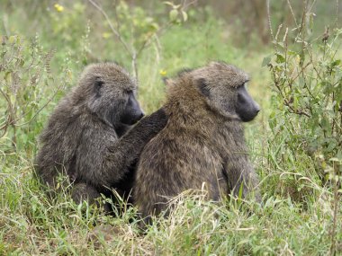 Zeytin babunu, Papio anubis
